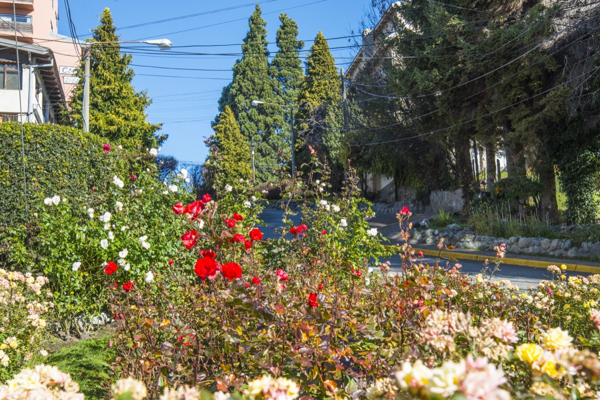 Wildflowers and spring alpine landscape in Bariloche Argentina